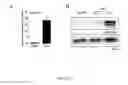 Fig. 02 - Methods and compositions for modulating the immune system with Arginase I