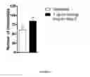 Fig. 32 - Methods and compositions for modulating the immune system with Arginase I