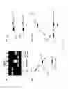 Fig. 17 - Method for the production of recombinant virus, DNA constructs, recombinant virus and vaccine compositions