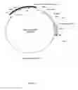 Fig. 20 - Method for the production of recombinant virus, DNA constructs, recombinant virus and vaccine compositions