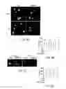 Fig. 07 - Systems and methods for treatment of disease via application of mechanical force by controlled rotation of nanoparticles inside cells