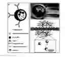 Fig. 01 - Nanoparticle Composition for Use in Targeting Cancer Stem Cells and Method for Treatment of Cancer