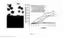 Fig. 26 - Nanoparticle Composition for Use in Targeting Cancer Stem Cells and Method for Treatment of Cancer