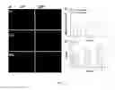 Fig. 27 - Nanoparticle Composition for Use in Targeting Cancer Stem Cells and Method for Treatment of Cancer