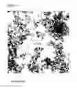 Fig. 02 - Agglomerating magnetic alkoxysilane-coated nanoparticles
