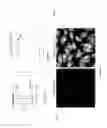 Fig. 04 - RAMAN-ACTIVE POLYMER PARTICLES AND METHODS FOR SYNTHESIZING THEREOF