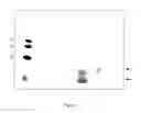 Fig. 02 - CURCUMIN-PEPTIDE CONJUGATES AND FORMULATIONS