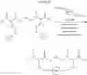 Fig. 155 - Selective arylation of dichalcogenides in biomolecules