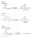 Fig. 26 - Selective arylation of dichalcogenides in biomolecules