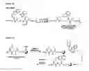Fig. 27 - Selective arylation of dichalcogenides in biomolecules