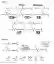 Fig. 34 - Selective arylation of dichalcogenides in biomolecules