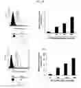 Fig. 02 - Peptide having cancer selective translocation function and use thereof