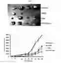 Fig. 05 - Peptide having cancer selective translocation function and use thereof