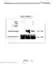 Fig. 36 - HALOGENATED COMPOUNDS FOR CANCER IMAGING AND TREATMENT AND METHODS FOR THEIR USE