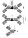 Fig. 02 - IgA multi-specific binding molecules