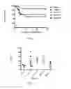 Fig. 02 - Immunoglobulin-like molecules directed against fibronectin-EDA