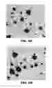 Fig. 09 - Humanized antibodies specific to the protofibrillar form of the beta-amyloid peptide