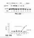Fig. 41 - Humanized and affinity matured antibodies to FcRH5 and methods of use