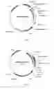 Fig. 02 - FULLY HUMAN ANTIBODIES AGAINST HUMAN 4-1BB