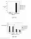 Fig. 24 - FULLY HUMAN ANTIBODIES AGAINST HUMAN 4-1BB
