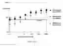 Fig. 29 - FULLY HUMAN ANTIBODIES AGAINST HUMAN 4-1BB