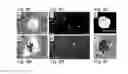 Fig. 09 - Pluripotent stem cell that can be isolated from body tissue