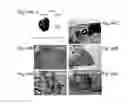 Fig. 45 - Pluripotent stem cell that can be isolated from body tissue