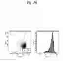 Fig. 71 - Pluripotent stem cell that can be isolated from body tissue