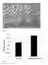 Fig. 02 - METHOD OF INCREASING BIOMASS AND LIPID CONTENT IN A MICRO-ORGANISM AND A GENETICALLY MODIFIED MICRO-ORGANISM EXHIBITING ENHANCED AUTOPHAGY