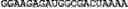 Fig. 41 - Nucleotide sequences, nucleic acid sensors and methods thereof