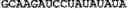 Fig. 44 - Nucleotide sequences, nucleic acid sensors and methods thereof