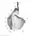 Fig. 07 - Contactless communications antenna for payment terminals