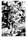 Fig. 01 - Buddleja 'Miss Violet'