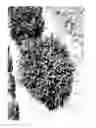 Fig. 03 - Buddleja 'Miss Violet'