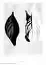 Fig. 04 - Buddleja 'Miss Violet'