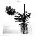 Fig. 02 - Vanda plant Named SPCDW1507