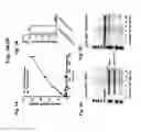 Fig. 09 - Protease-resistant mutants of stromal cell derived factor-1 in the repair of tissue damage