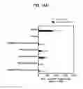 Fig. 22 - PROSTATE-ASSOCIATED ANTIGENS AND VACCINE-BASED IMMUNOTHERAPY REGIMENS