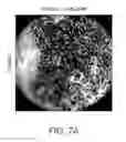Fig. 07 - Adeno-associated virus virions with variant capsid and methods of use thereof