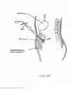 Fig. 10 - DEVICES AND METHODS FOR TREATING THE GASTROINTESTINAL SYSTEM
