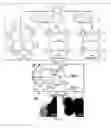 Fig. 02 - Porphyrin containing covalent organic frameworks and process for the preparation thereof