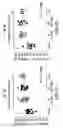 Fig. 08 - Peptides and compositions for treatment of joint damage