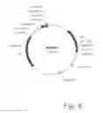 Fig. 09 - FIBRONECTIN-BASED BINDING MOLECULES AND USES THEREOF