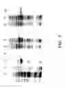 Fig. 09 - Fagopyritol synthase genes and uses thereof
