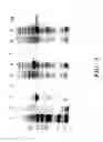 Fig. 09 - Fagopyritol synthase genes and uses thereof