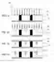 Fig. 02 - Wafer rigidity with reinforcement structure