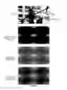 Fig. 04 - Determining native resolutions of video sequences
