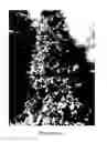Fig. 02 - BUXUS 'Clair Curtis'