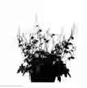 Fig. 02 - Heucherella plant named 'Infinity'