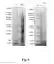 Fig. 07 - ARTIFICIAL OIL BODIES